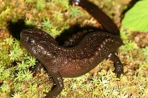 Tận mục loài cá cóc hiếm của Việt Nam