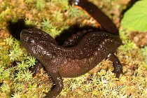 Tận mục loài cá cóc hiếm của Việt Nam