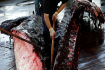 Tàn nhẫn cảnh mổ xẻ cá voi be bét máu