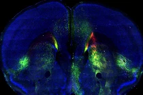 Ảnh khoa học tuần: Kinh hoàng sức mạnh của gió lỗ đen