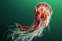 Top sự thật bất ngờ về sứa