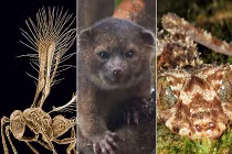 Top sinh vật nhỏ và kỳ quái nhất mới được tìm thấy