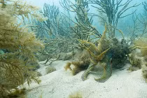 Thán phục tài ngụy trang siêu đỉnh của loài mực