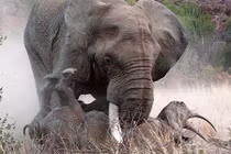 Tê giác mẹ bỏ mạng vì cứu con khỏi voi dữ