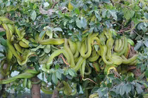 Phát khiếp cảnh búi rắn ngọ nguậy, ngụy trang trên cây