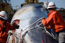 Xác cá voi khủng chết bất thường ngoài khơi đảo Staten