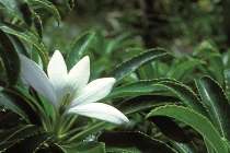 Top thực vật sexy nhất hành tinh 