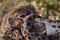 Kinh hoàng xem rắn hỗn chiến (10)