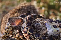 Kinh hoàng xem rắn hỗn chiến (10)