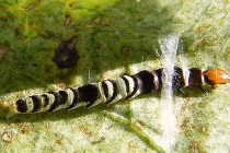 Chiêu thức kỳ quái sinh vật dùng để chống lại kẻ thù 