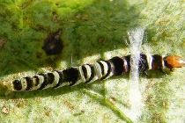 Chiêu thức kỳ quái sinh vật dùng để chống lại kẻ thù 