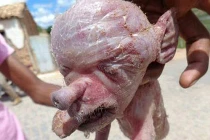 Rùng mình với quái thai lợn mặt người