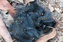 Lạnh người với hình dáng của sát thủ lắm lông