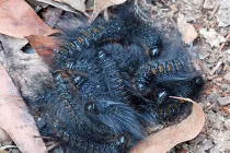 Lạnh người với hình dáng của sát thủ lắm lông