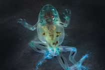 Chết khiếp với hình ảnh của ếch dị dạng