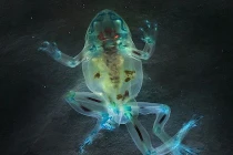 Chết khiếp với hình ảnh của ếch dị dạng