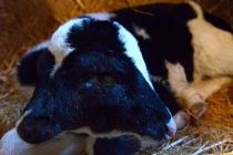 Bê bị biến dạng với hai đầu kỳ quái 