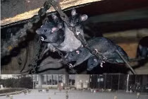 Top đảo bị xâm lấn bởi động vật