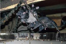 Top đảo bị xâm lấn bởi động vật