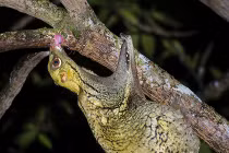 Những bảo bối siêu nhân của động vật 