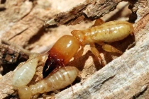 Truyền thuyết sởn gai về các loài động vật