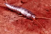 Top động vật nhuộm bạc cơ thể kỳ quái