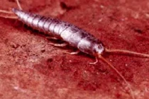 Top động vật nhuộm bạc cơ thể kỳ quái