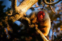 Động vật dị với phần cơ thể kỳ quái