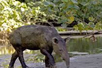 Lạ lùng lợn có vòi như voi, đến từ tiền sử