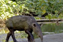 Lạ lùng lợn có vòi như voi, đến từ tiền sử