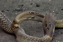 Kinh hoàng xem rắn hỗn chiến (26) 