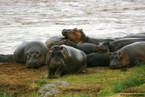 Ngắm mãnh thú trong “vương quốc hoang dã” Maasai Mara