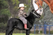 Tận mục giống ngựa tí hon nhất trên thế giới