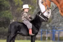 Tận mục giống ngựa tí hon nhất trên thế giới