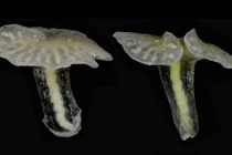 Phát hiện nấm ma thuật kỳ quái dưới đại dương