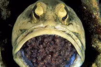 Xem trứng lúc nhúc trong miệng cá cha