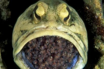 Xem trứng lúc nhúc trong miệng cá cha