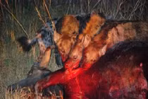 Rùng mình xem linh cẩu săn mồi đẫm máu (3)