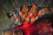 Rùng mình xem linh cẩu săn mồi đẫm máu (3)