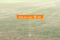 Sai phạm ở Khu LHTT quốc gia Mỹ Đình: Giá cỏ gấp 6 lần thực tế