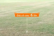 Sai phạm ở Khu LHTT quốc gia Mỹ Đình: Giá cỏ gấp 6 lần thực tế