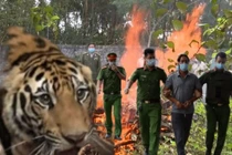 Tin nóng 27/11: Giám đốc buộc ngư dân và thương lái phải nộp phí “bảo kê“