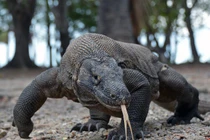 Kinh hãi với màn nuốt trọn lợn rừng của rồng Komodo