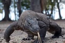 Kinh hãi với màn nuốt trọn lợn rừng của rồng Komodo