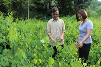 Nhà giàu Việt săn lùng “rau nhà nghèo”, không trồng cũng tự mọc xum xuê