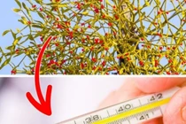 7 loại cây cảnh đẹp nhưng chớ dại trồng trong nhà kẻo nguy hiểm, vô tình ăn phải sẽ “không qua khỏi“