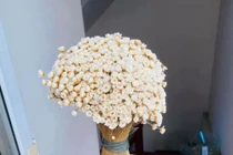 Tuyết nhiệt đới bền 10 năm là loài hoa gì mà được chị em “săn lùng” mấy tuần nay?