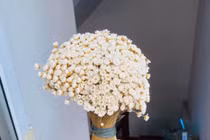 Tuyết nhiệt đới bền 10 năm là loài hoa gì mà được chị em “săn lùng” mấy tuần nay?