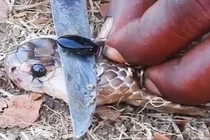 Căn hầm chứa hàng chục tấn “vàng” và bộ mặt thật của người đàn bà gian xảo