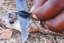 Căn hầm chứa hàng chục tấn “vàng” và bộ mặt thật của người đàn bà gian xảo